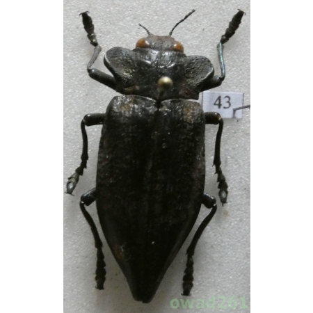 Polybothris goryi (Guérin-Méneville, 1833) Madagascar 35mm43